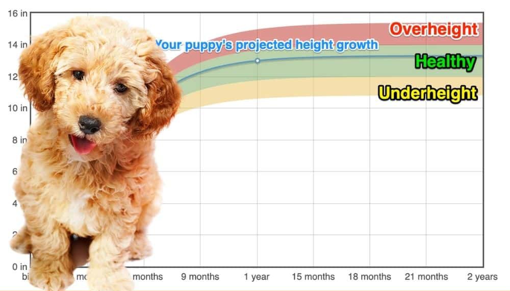 At What Age Does A Maltipoo Stop Growing